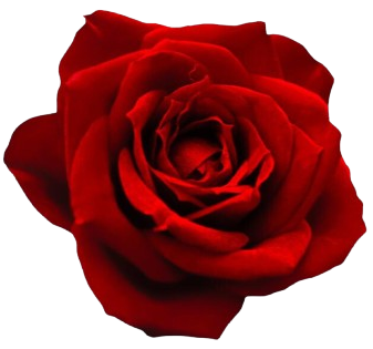 RJ Island Realty rose emblem